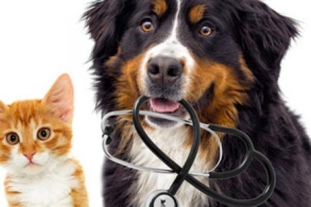 VETERINAIRE